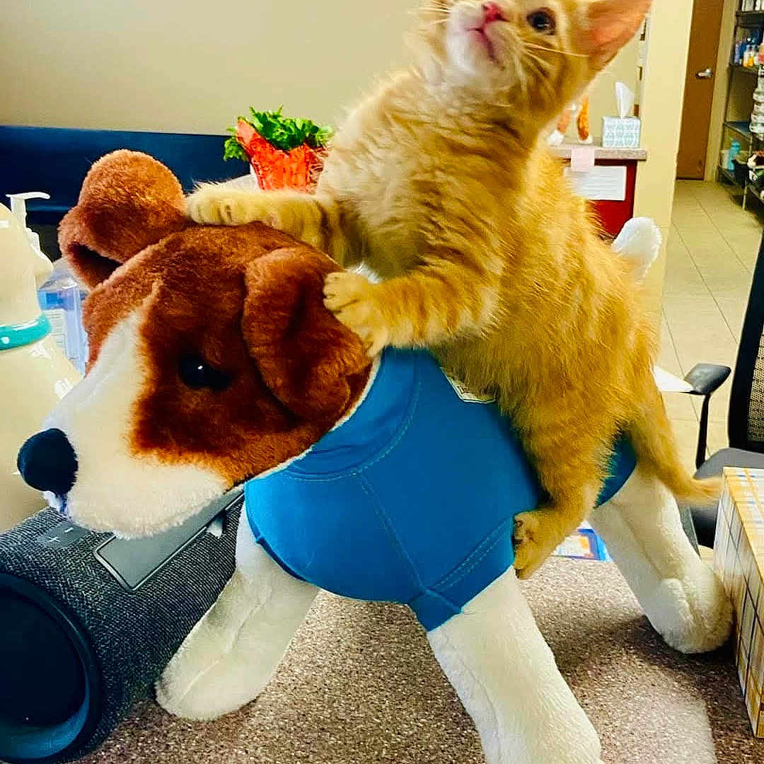 Jasper joined the competition — help win amazing prizes! kitten, orange_cat, stuffed_animal, dog_toy, indoor, curious, playful, furniture, table, chair, room, pet, toy, blue_vest, animal, cute, soft_toy, cat, plush, household