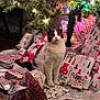 Tommy Girl is registered to the contest to win money with this photo: animal, cat, celebration, christmas_tree, cozy, curious, cute, decorations, domestic_cat, festive, floor, fur, holiday, indoor, lights, pet, presents, seasonal, tree_skirt, wrapped_gifts
