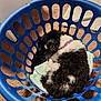 basket, black_and_white, blue, carpet, clothing, collar, curled_up, dog, domestic, fur, furry, home, indoors, laundry_basket, nap, pet, quiet, relaxation, resting, sleeping