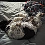 animal, bed, black, blanket, comfort, cozy, curly_fur, dog, fabric, fur, fur_texture, indoor, pattern, paw, pet, relaxed, resting, sleeping, soft_light, white