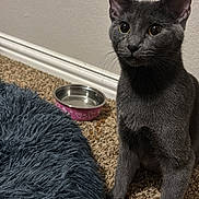 Jewels is registered to the contest to win money with this photo: cat, gray_cat, pet_bed, carpet, water_bowl, indoor, feline, curious, sitting, fluffy, close_up, animal, domestic_animal, cute, whiskers, ears, eyes, floor, pink, heart