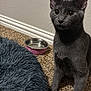 cat, gray_cat, pet_bed, carpet, water_bowl, indoor, feline, curious, sitting, fluffy, close_up, animal, domestic_animal, cute, whiskers, ears, eyes, floor, pink, heart