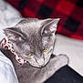 Jewels joined the competition — help win amazing prizes! cat, gray_cat, pet, animal, feline, yellow_eyes, collar, pink_collar, leopard_print, indoor, soft_lighting, close_up, portrait, blurred_background, resting, fur, whiskers, cute, domestic_cat, sleepy