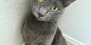 Jewels joined the competition — help win amazing prizes! cat, gray_cat, yellow_eyes, indoor, carpet, wall, pet, animal, feline, cute, curious, head_tilt, whiskers, tail, sitting, close_up, texture, domestic_cat, looking, mammal