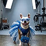 Princesa joined the competition — help win amazing prizes! dog, studio, tutu, blue, sunglasses, fashion, pet, portrait, camera, lighting, photography, accessories, floor, background, tripod, equipment, indoor, smiling, cute, costume