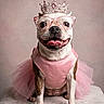 Princesa is registered to the contest to win money with this photo: dog, crown, glasses, pink_dress, tutu, bracelet, pet, portrait, costume, smiling, sitting, indoor, cute, accessories, animal, fashion, studio, soft_lighting, happy, funny