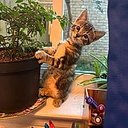 Roxy joined the competition — help win amazing prizes! kitten, cat, plant, potted_plant, windowsill, window, pens, curtain, indoor, tabby, fur, greenery, natural_light, curious, animal, pet, young, furniture, closeup, domestic