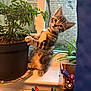 kitten, cat, plant, potted_plant, windowsill, window, pens, curtain, indoor, tabby, fur, greenery, natural_light, curious, animal, pet, young, furniture, closeup, domestic
