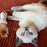 Bizou participe au concours pour gagner de l'argent avec cette photo : cat, pet, animal, fluffy, blue_eyes, white_fur, cream_fur, upside_down, lying_down, relaxed, playful, cute, whiskers, ears, paws, toy, couch, red_fabric, indoor, portrait