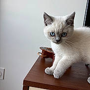 Bizou a rejoint le concours — aidez-le/la à gagner de superbes lots ! cat, kitten, blue_eyes, white_fur, cream_fur, sitting, portrait, pet, animal, indoors, wooden_table, cabinet, furniture, close_up, whiskers, pointed_ears, fluffy, brown_surface, home_interior, natural_light