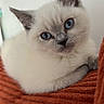 Bizou participe au concours pour gagner de l'argent avec cette photo : cat, kitten, blue_eyes, fluffy, white_fur, gray_points, animal, pet, portrait, close_up, indoors, blanket, cozy, sleeping_area, sitting, lying_down, whiskers, ears, cute, photography