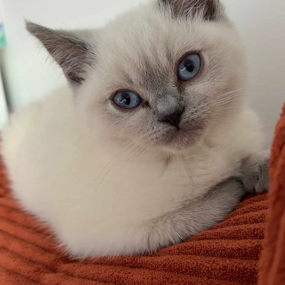 Bizou participe au concours pour gagner de l'argent avec cette photo : cat, kitten, blue_eyes, fluffy, white_fur, gray_points, animal, pet, portrait, close_up, indoors, blanket, cozy, sleeping_area, sitting, lying_down, whiskers, ears, cute, photography