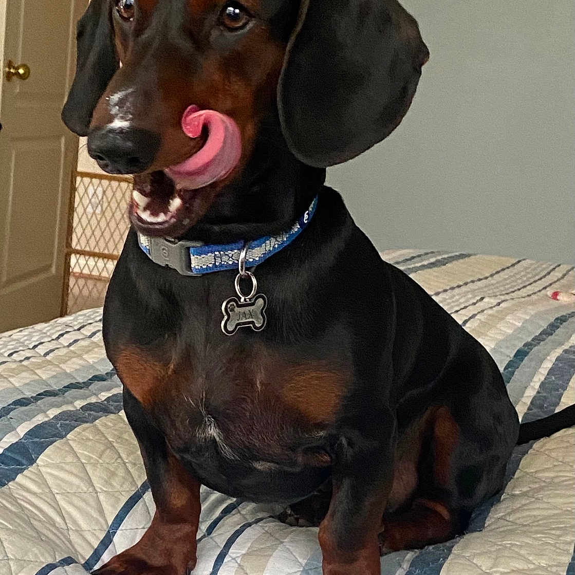 Jax is registered to the contest to win money with this photo: animal, bed, bedroom, bodypart, canine, cushion, dog, face, furniture, head, homedecor, hound, indoors, mouth, person, pet, photography, puppy, room, snout