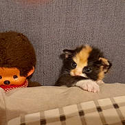 Bouboule participe au concours pour gagner de l'argent avec cette photo : kitten, calico, cat, doll, afro, blanket, plaid, cozy, cute, pet, toy, fabric, furry, small, indoor, resting, animal, soft, face, peeking