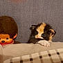 kitten, calico, cat, doll, afro, blanket, plaid, cozy, cute, pet, toy, fabric, furry, small, indoor, resting, animal, soft, face, peeking