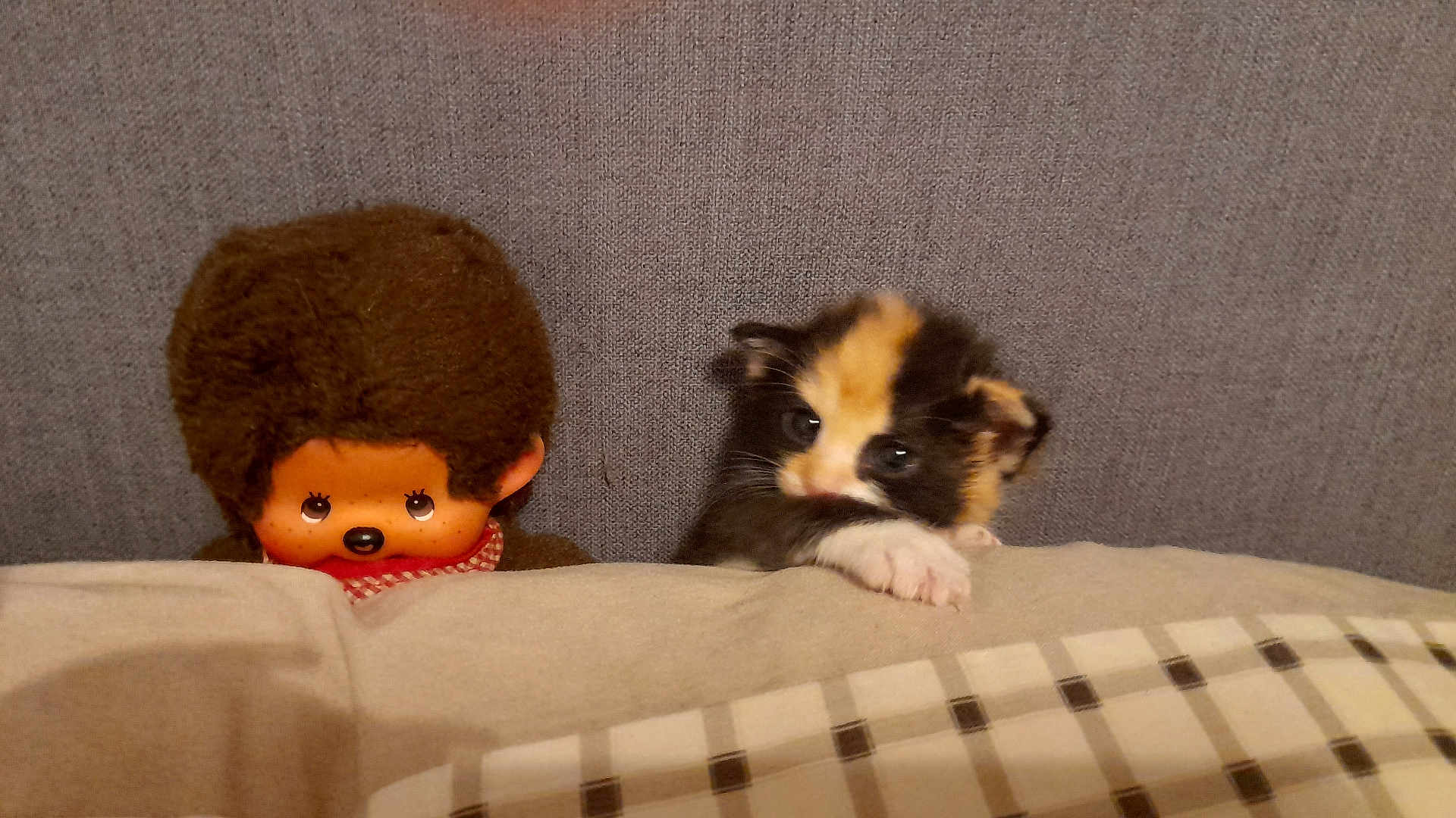 Bouboule participe au concours pour gagner de l'argent avec cette photo : kitten, calico, cat, doll, afro, blanket, plaid, cozy, cute, pet, toy, fabric, furry, small, indoor, resting, animal, soft, face, peeking