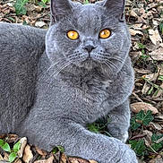 Arya a rejoint le concours — aidez-le/la à gagner de superbes lots ! cat, gray_cat, amber_eyes, animal, pet, outdoor, leaves, ivy, nature, feline, cute, fur, whiskers, closeup, laying, alert, wildlife, mammal, portrait, relaxed