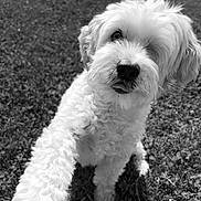 Milo joined the competition — help win amazing prizes! dog, white, paw, fur, grass, outdoor, pet, animal, cute, curious, friendly, closeup, portrait, nature, playful, canine, companion, fluffy, black_and_white, tongue