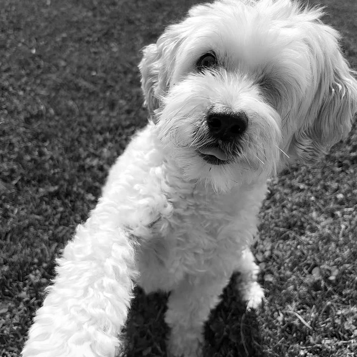 Milo joined the competition — help win amazing prizes! animal, black_and_white, canine, closeup, companion, curious, cute, dog, fluffy, friendly, fur, grass, nature, outdoor, paw, pet, playful, portrait, tongue, white