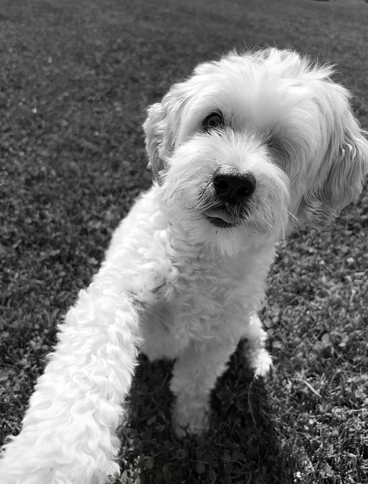 Milo joined the competition — help win amazing prizes! dog, white, paw, fur, grass, outdoor, pet, animal, cute, curious, friendly, closeup, portrait, nature, playful, canine, companion, fluffy, black_and_white, tongue