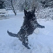 Molly participe au concours pour gagner de l'argent avec cette photo : animal, bench, black_dog, bushes, cold, daylight, dog, fun, fur, garden, grass, jump, nature, outdoor, pet, play, snow, snowball, trees, winter