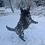 animal, bench, black_dog, bushes, cold, daylight, dog, fun, fur, garden, grass, jump, nature, outdoor, pet, play, snow, snowball, trees, winter