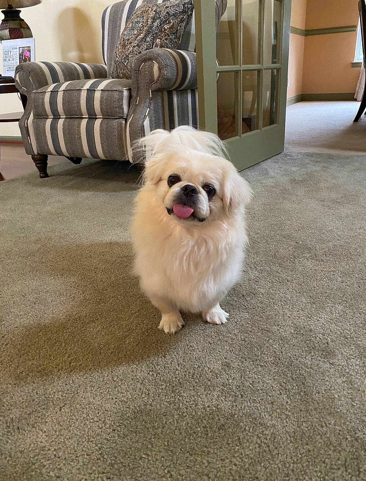 Deuce is registered to the contest to win money with this photo: canidae, carnivore, chair, companion_dog, couch, dog, dog_breed, dog_supply, door, fawn, floor, flooring, fur, grey, lamp, pekingese, picture_frame, snout, sporting_group, toy_dog