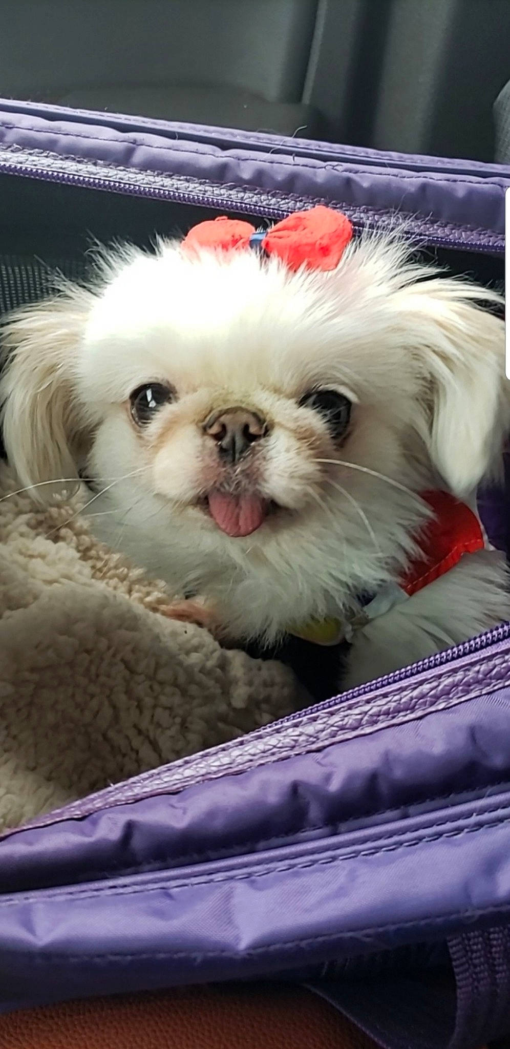 Coconut is registered to the contest to win money with this photo: ancient_dog_breeds, canidae, carnivore, chinese_imperial_dog, companion_dog, dog, dog_breed, japanese_chin, mammal, pekapoo, pekingese, puppy, rare_breed_dog, shih_tzu, snout, sporting_group, toy_dog, vertebrate, whiskers