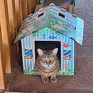 Crash Vegas joined the competition — help win amazing prizes! abyssinian, animal, architecture, box, building, cat, den, doghouse, hardwood, indoors, kennel, kitten, manx, outdoors, pet, plant, plywood, pottedplant, shelter, wood