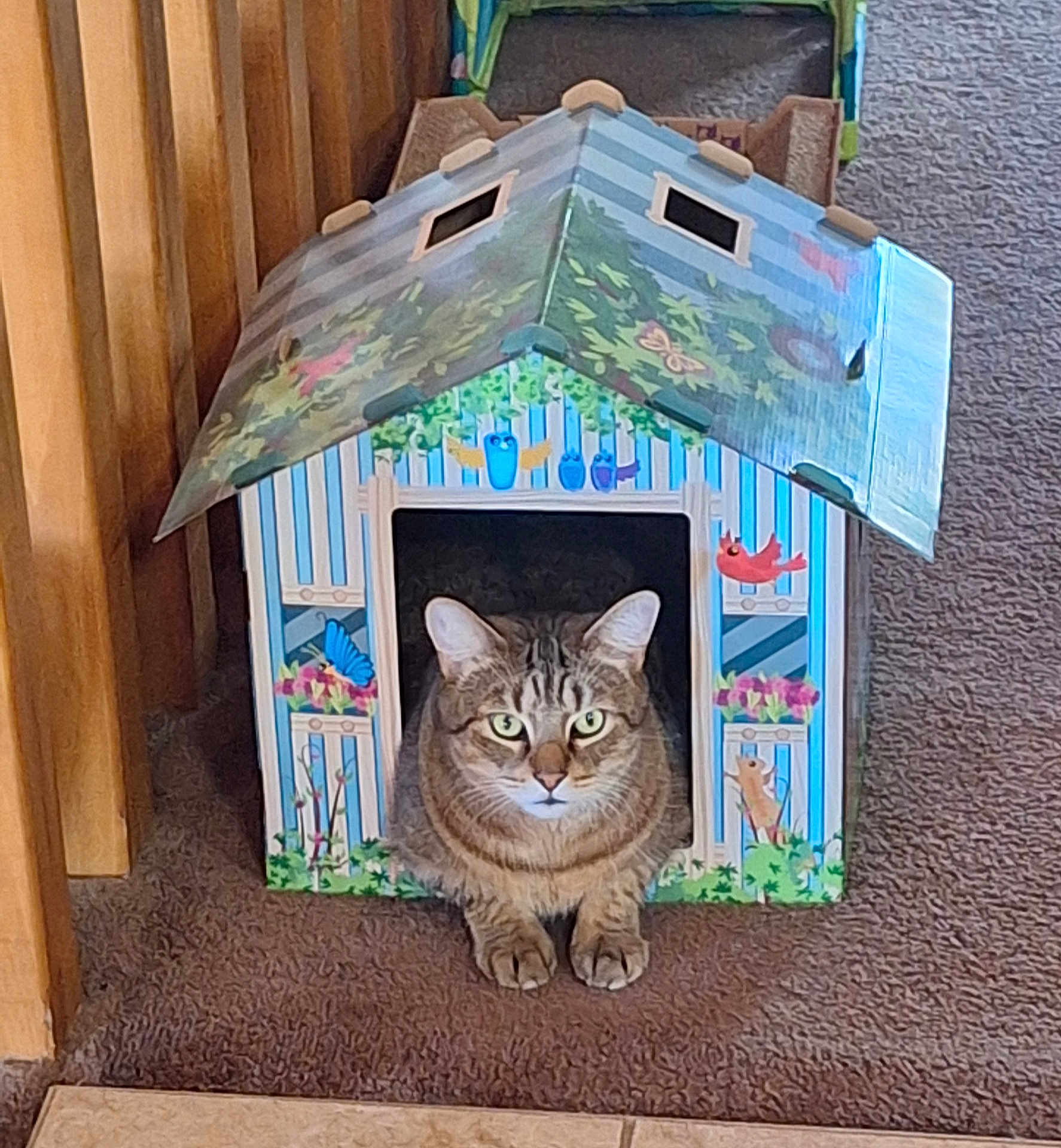 Crash Vegas joined the competition — help win amazing prizes! abyssinian, animal, architecture, box, building, cat, den, doghouse, hardwood, indoors, kennel, kitten, manx, outdoors, pet, plant, plywood, pottedplant, shelter, wood