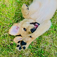 Cooper joined the competition — help win amazing prizes! puppy, dog, grass, playful, paw, close_up, outdoor, animal, cute, smiling, fur, pet, nature, young_dog, happy, laying_down, tongue, ears, black_nose, daylight