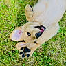 puppy, dog, grass, playful, paw, close_up, outdoor, animal, cute, smiling, fur, pet, nature, young_dog, happy, laying_down, tongue, ears, black_nose, daylight