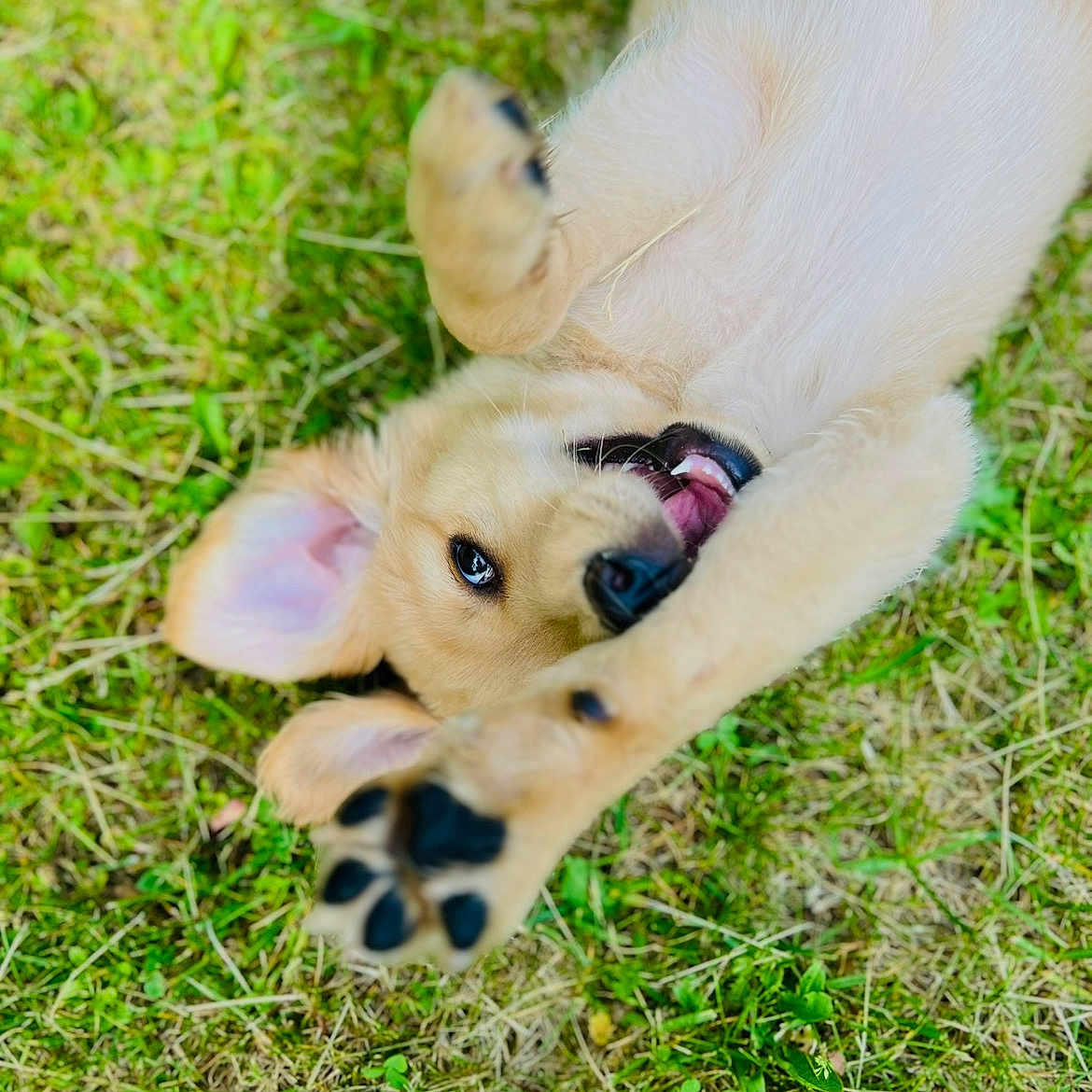 Cooper
