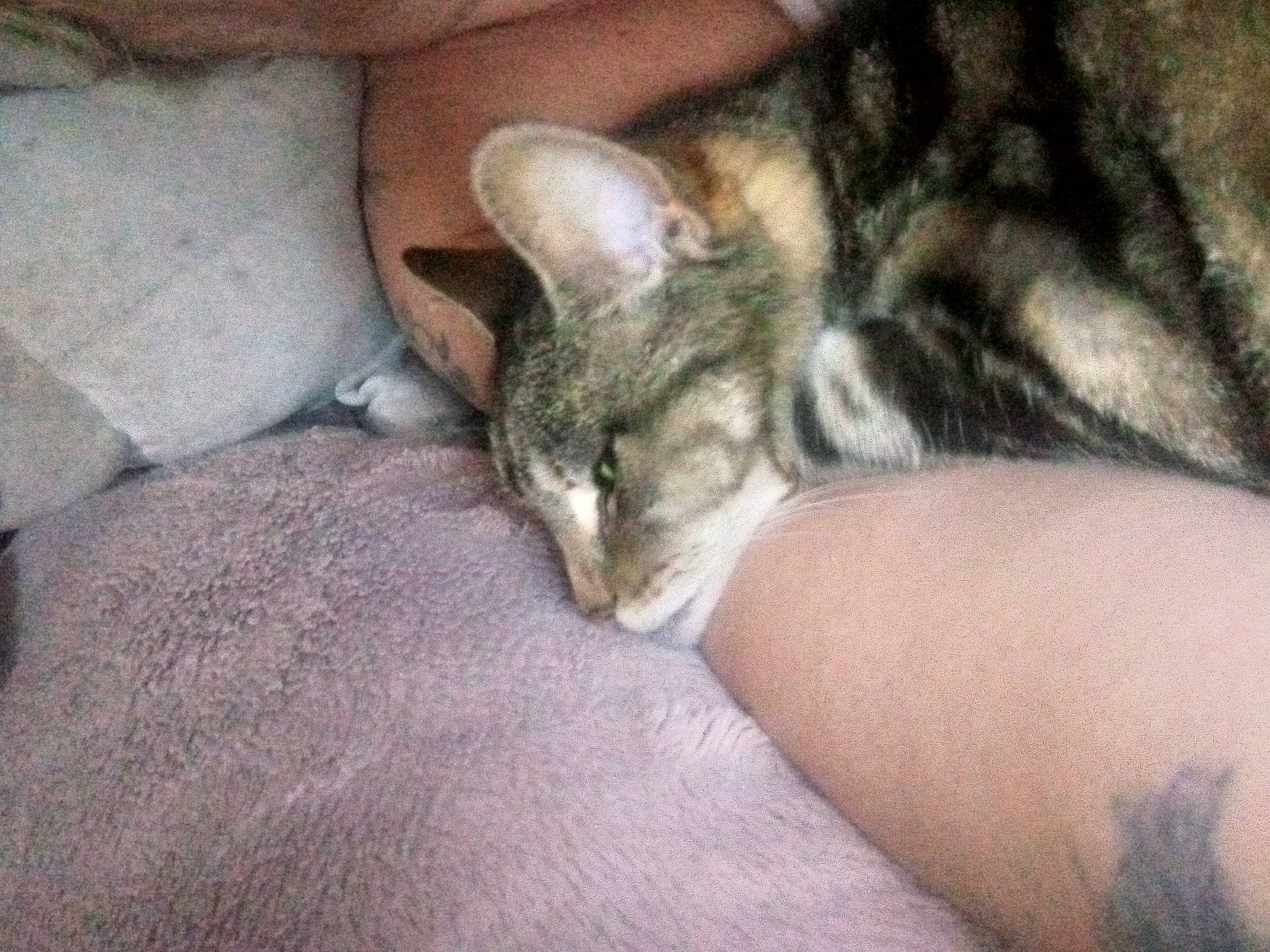 Princess Puddy joined the competition — help win amazing prizes! carnivore, cat, claw, comfort, domestic_short_haired_cat, felidae, fur, nap, paw, small_to_medium_sized_cats, snout, terrestrial_animal, whiskers