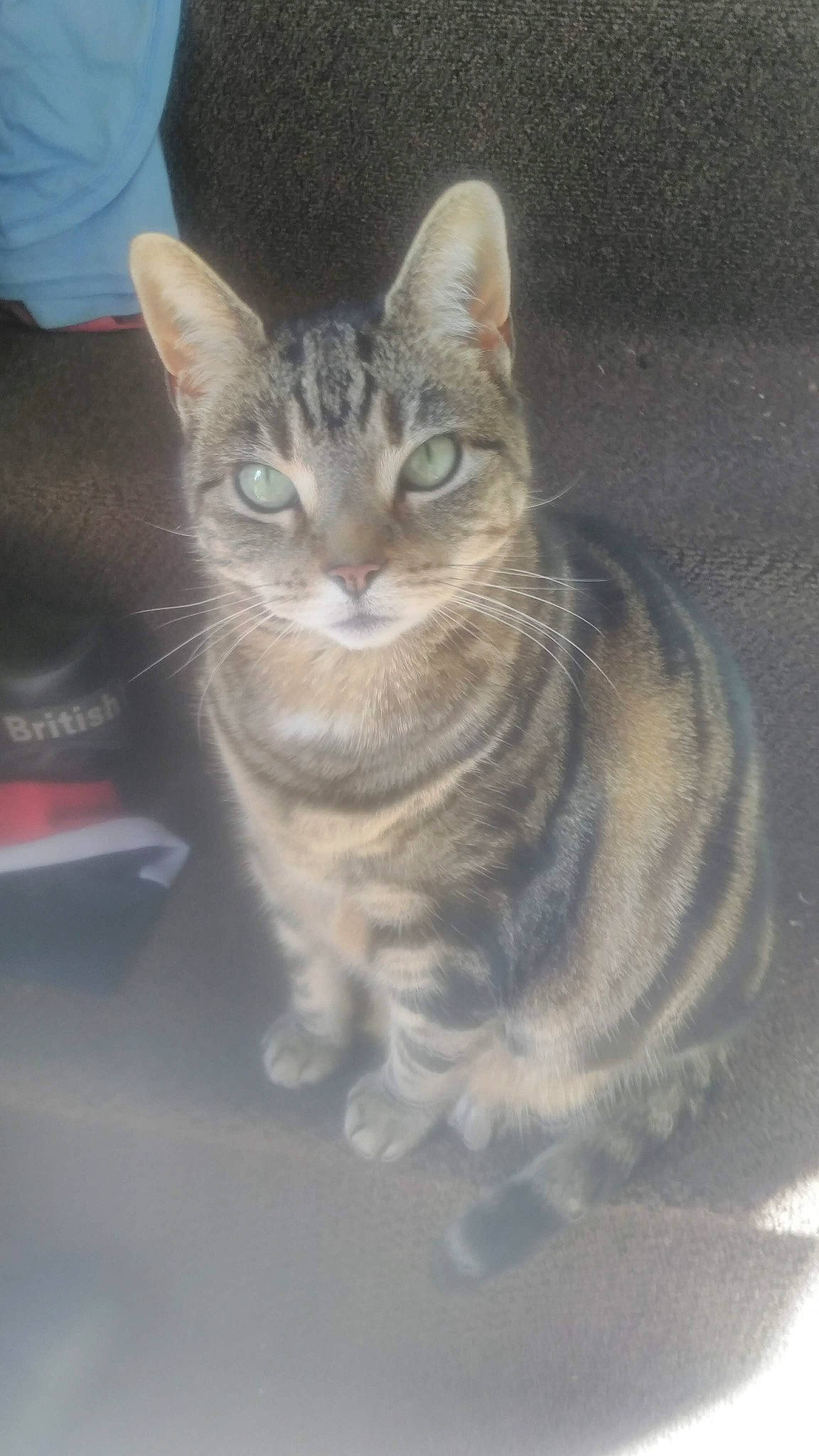 Princess Puddy joined the competition — help win amazing prizes! carnivore, cat, domestic_short_haired_cat, door, eye, felidae, fur, paw, shorts, sitting, small_to_medium_sized_cats, snout, tail, whiskers, window