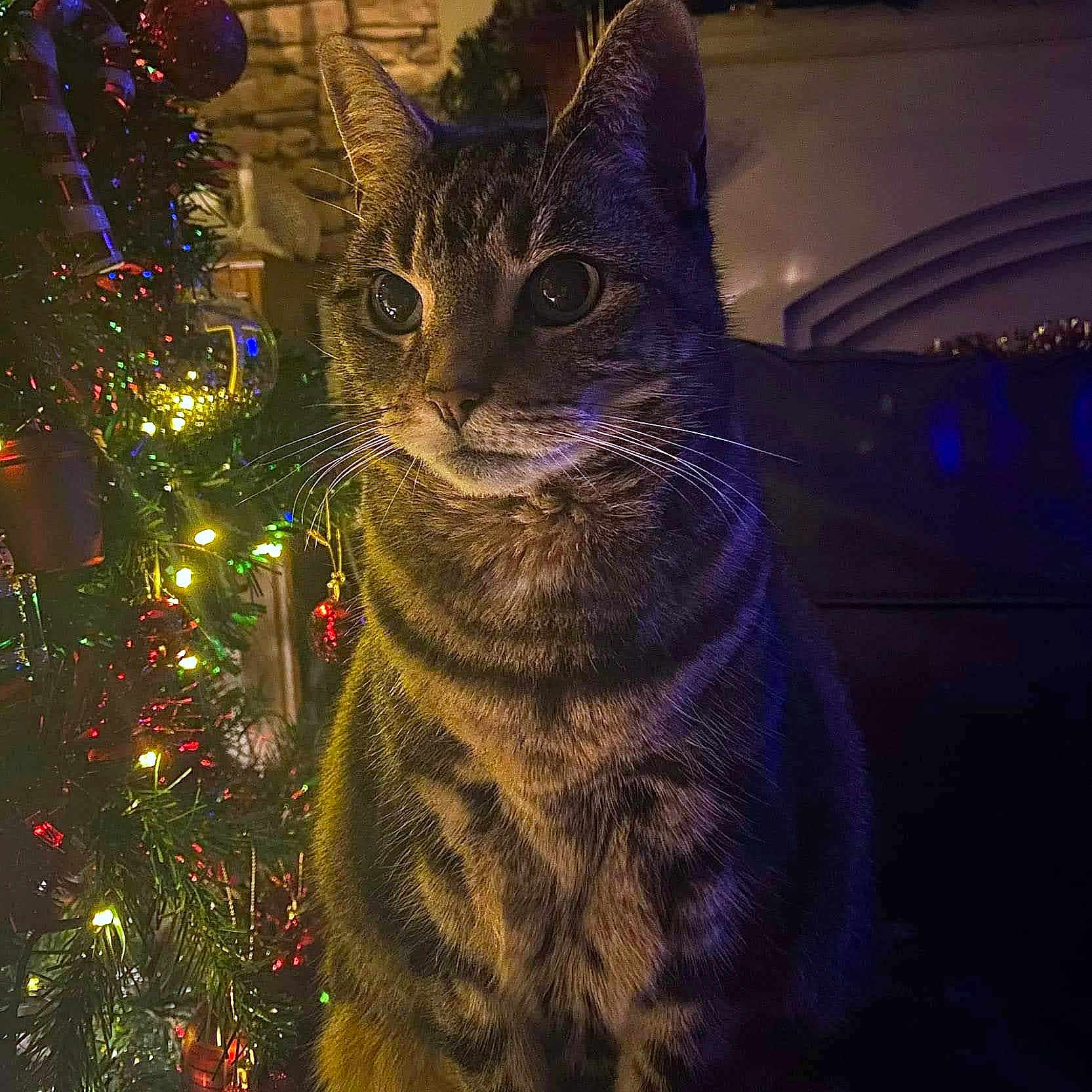 Princess Puddy