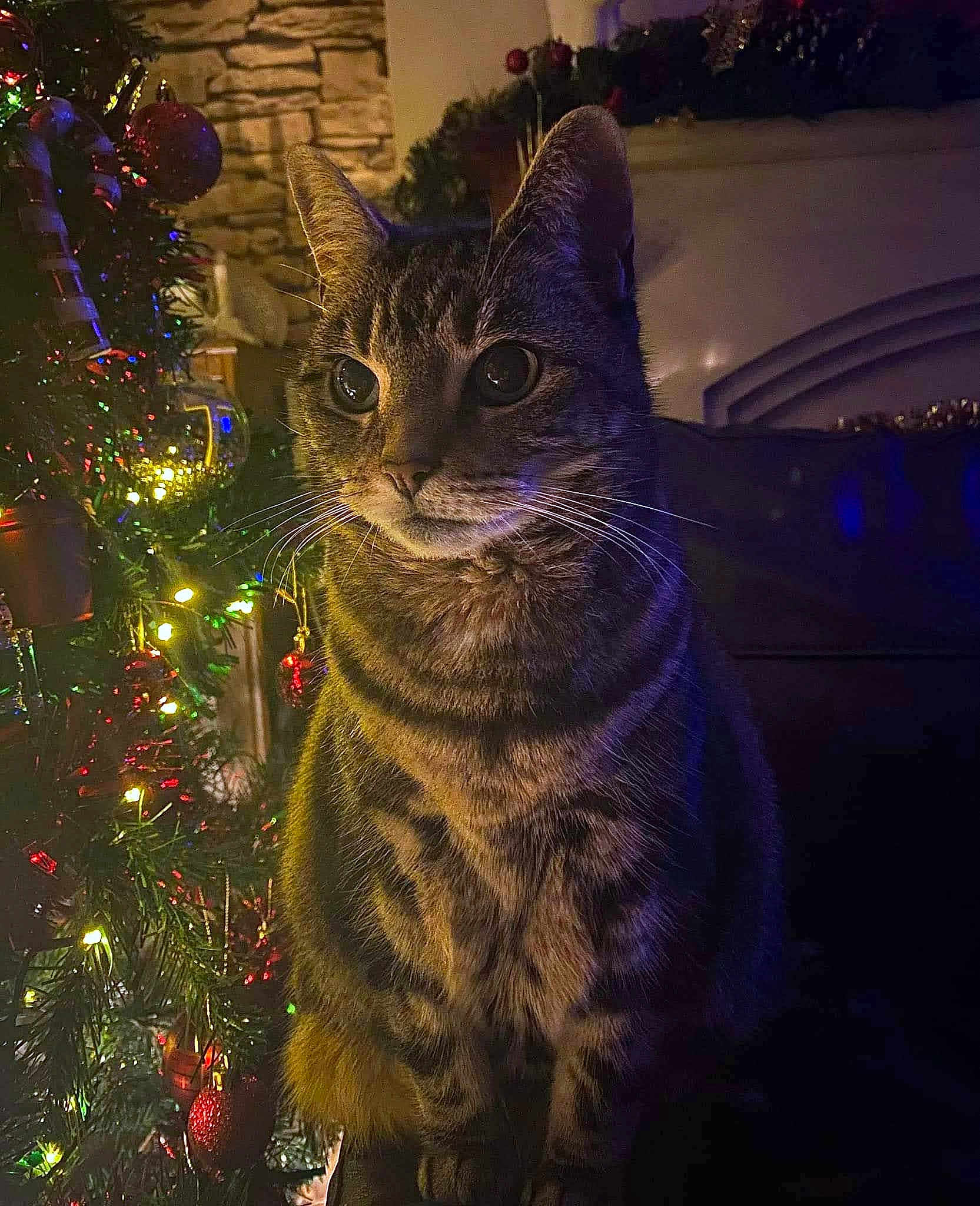Princess Puddy