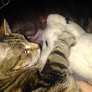 Princess Puddy is registered to the contest to win money with this photo: animal, brown, close_up, comfort, companion, couch, cozy, domestic_cat, feline, furry, indoor, leather, pet, relaxing, snuggling, soft, stuffed_animal, tabby_cat, texture, white