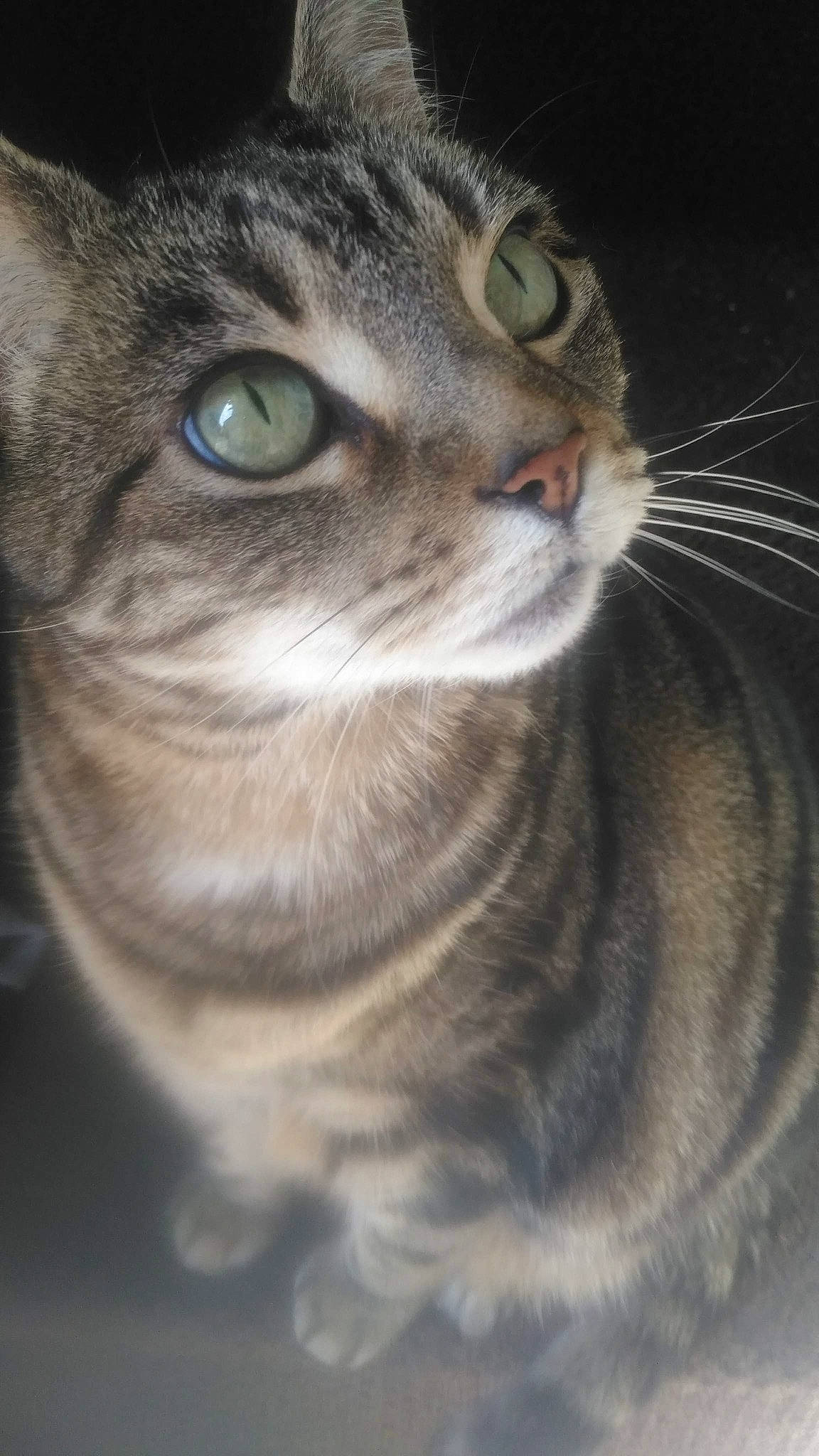 Princess Puddy joined the competition — help win amazing prizes! carnivore, cat, close_up, domestic_short_haired_cat, door, eye, felidae, fur, grass, hair, head, human_body, small_to_medium_sized_cats, snout, terrestrial_animal, whiskers, wildlife, window