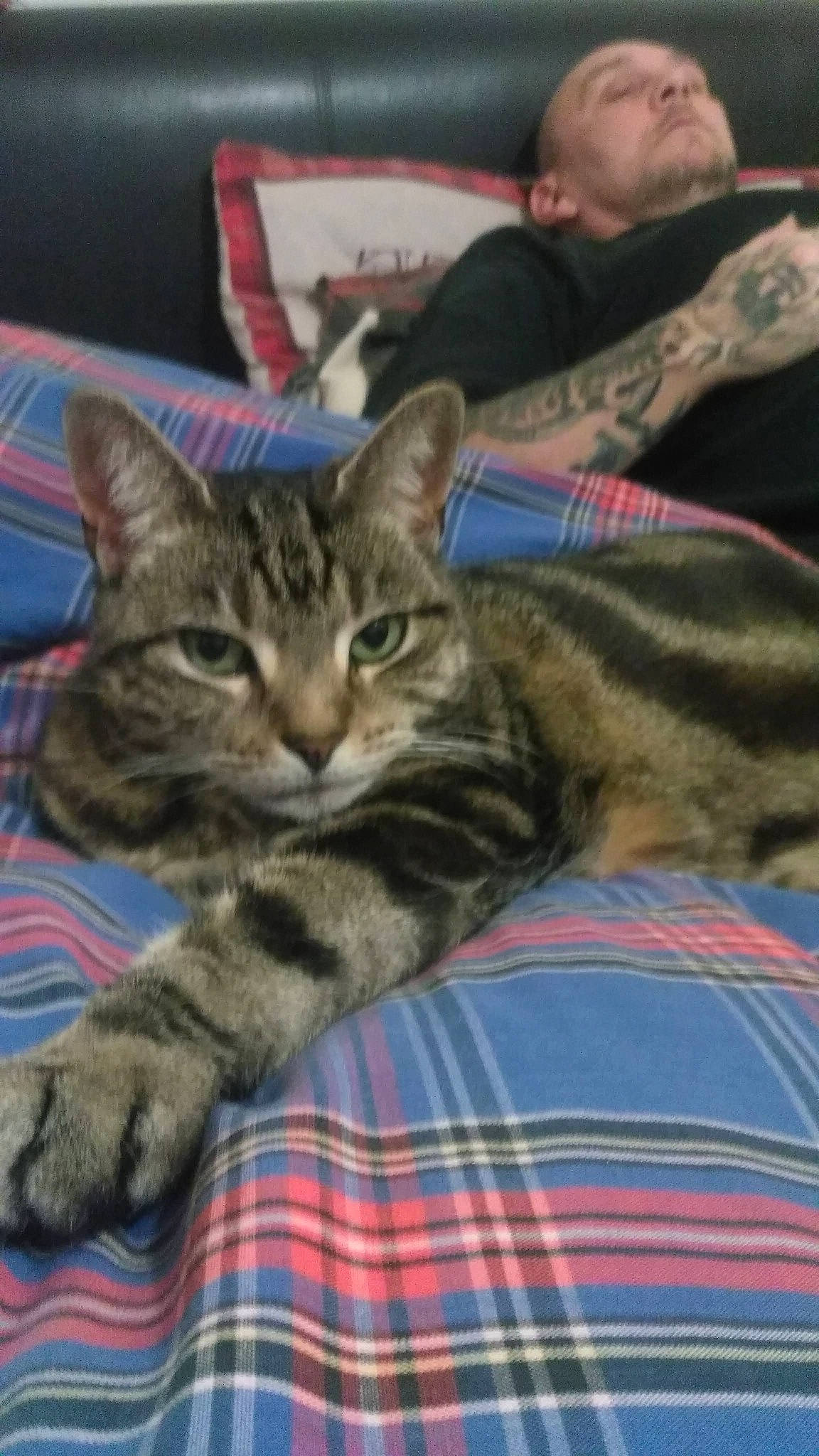 Princess Puddy is registered to the contest to win money with this photo: carnivore, cat, claw, comfort, domestic_short_haired_cat, felidae, fur, pattern, paw, plaid, sitting, small_to_medium_sized_cats, snout, tartan, whiskers