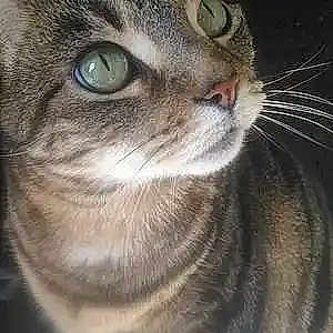 Princess Puddy