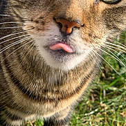 Princess joined the competition — help win amazing prizes! cat, tabby_cat, feline, close_up, tongue_out, green_eyes, whiskers, fur, stripes, nose, muzzle, outdoor, grass, pet, portrait, cute, curious, shallow_depth_of_field, sunlight, domestic_animal