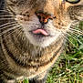 cat, tabby_cat, feline, close_up, tongue_out, green_eyes, whiskers, fur, stripes, nose, muzzle, outdoor, grass, pet, portrait, cute, curious, shallow_depth_of_field, sunlight, domestic_animal
