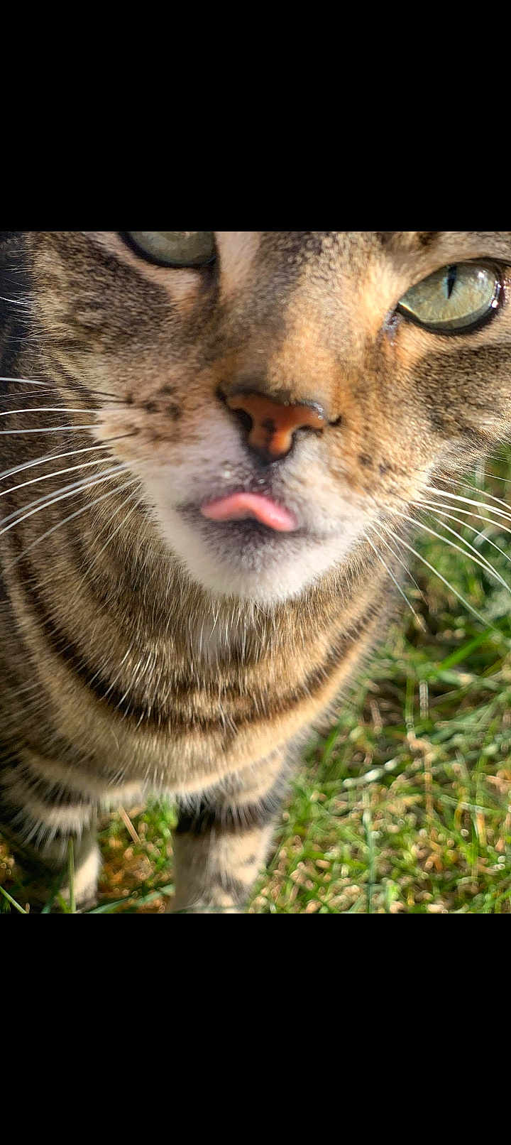 Princess joined the competition — help win amazing prizes! cat, tabby_cat, feline, close_up, tongue_out, green_eyes, whiskers, fur, stripes, nose, muzzle, outdoor, grass, pet, portrait, cute, curious, shallow_depth_of_field, sunlight, domestic_animal