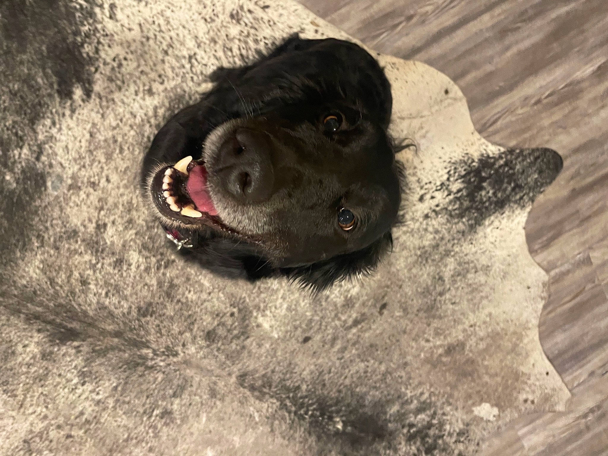 Stella joined the competition — help win amazing prizes! canidae, carnivore, companion_dog, dog, dog_breed, dog_collar, fawn, fur, grass, guard_dog, paw, pug, snout, soil, sporting_group, terrestrial_animal, whiskers, wood, working_animal, wrinkle