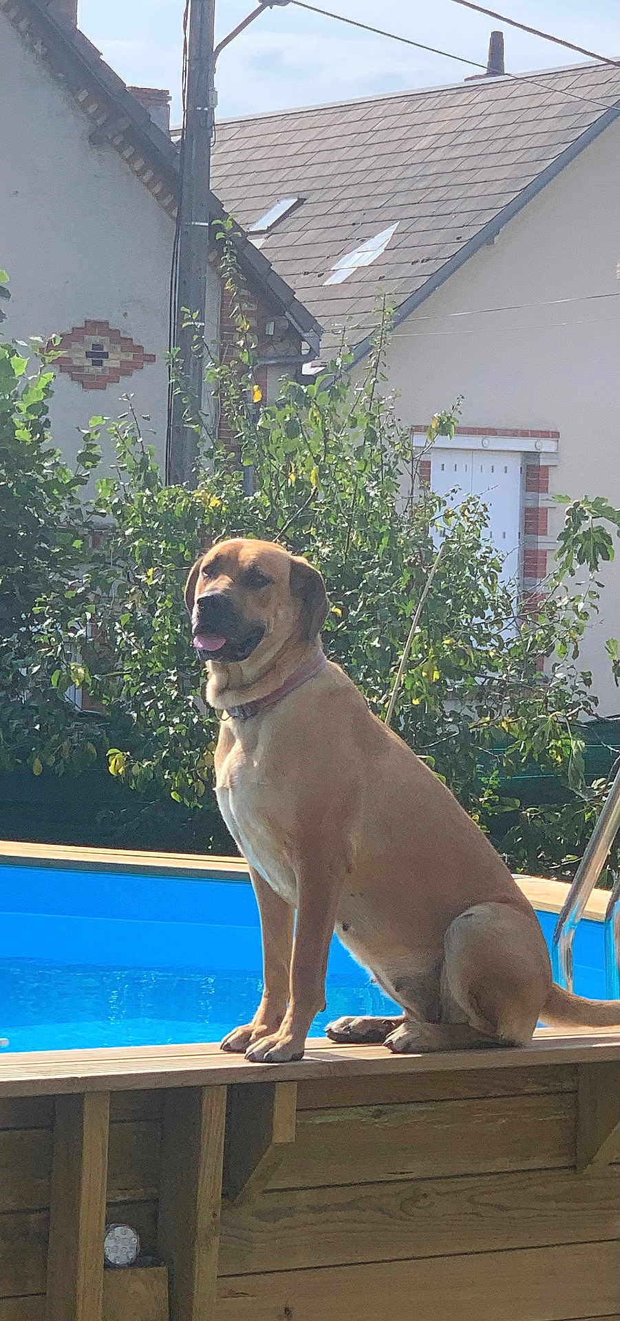 Pepsi participe au concours pour gagner de l'argent avec cette photo : dog, pool, wooden_deck, outdoor, sunlight, greenery, house, pet, animal, summer, garden, fence, daytime, canine, collar, domestic_animal, backyard, nature, smiling, resting