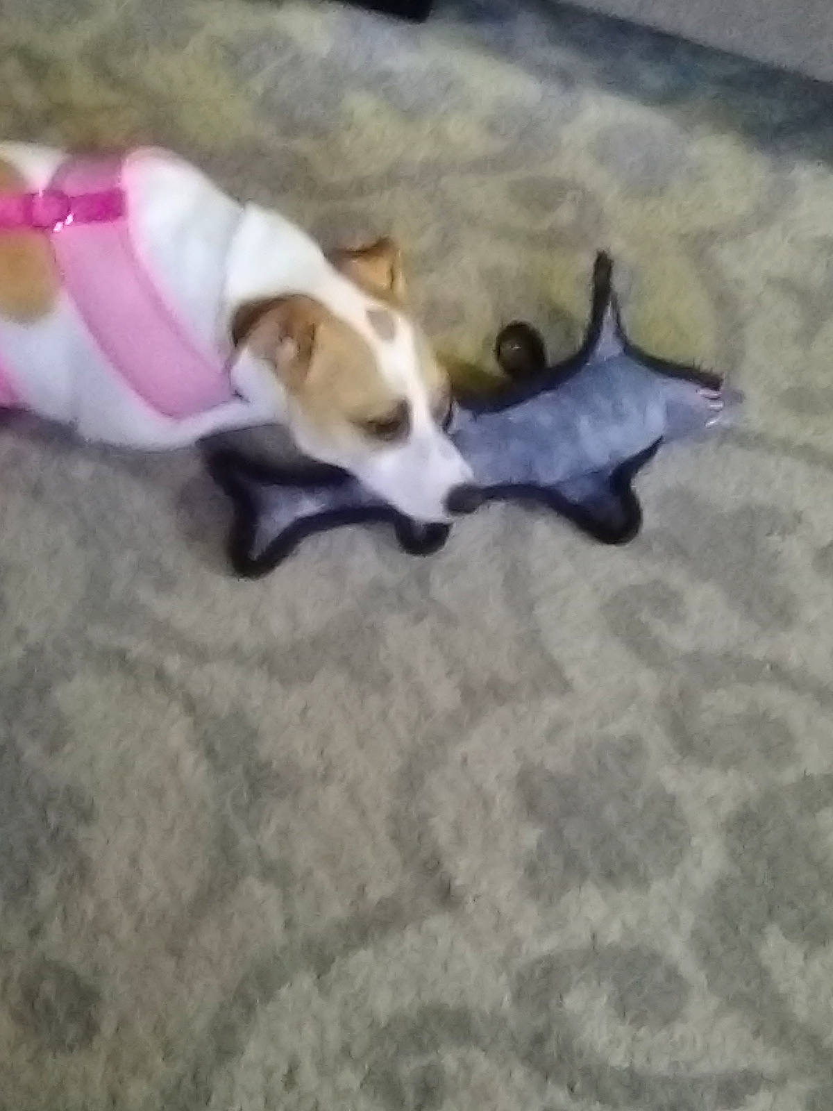 Dotty is registered to the contest to win money with this photo: canidae, carnivore, companion_dog, dog, dog_breed, dog_supply, dog_toy, fawn, flooring, fur, non_sporting_group, paw, puppy, sporting_group, tail, terrestrial_animal, toy, toy_dog, wood, working_animal