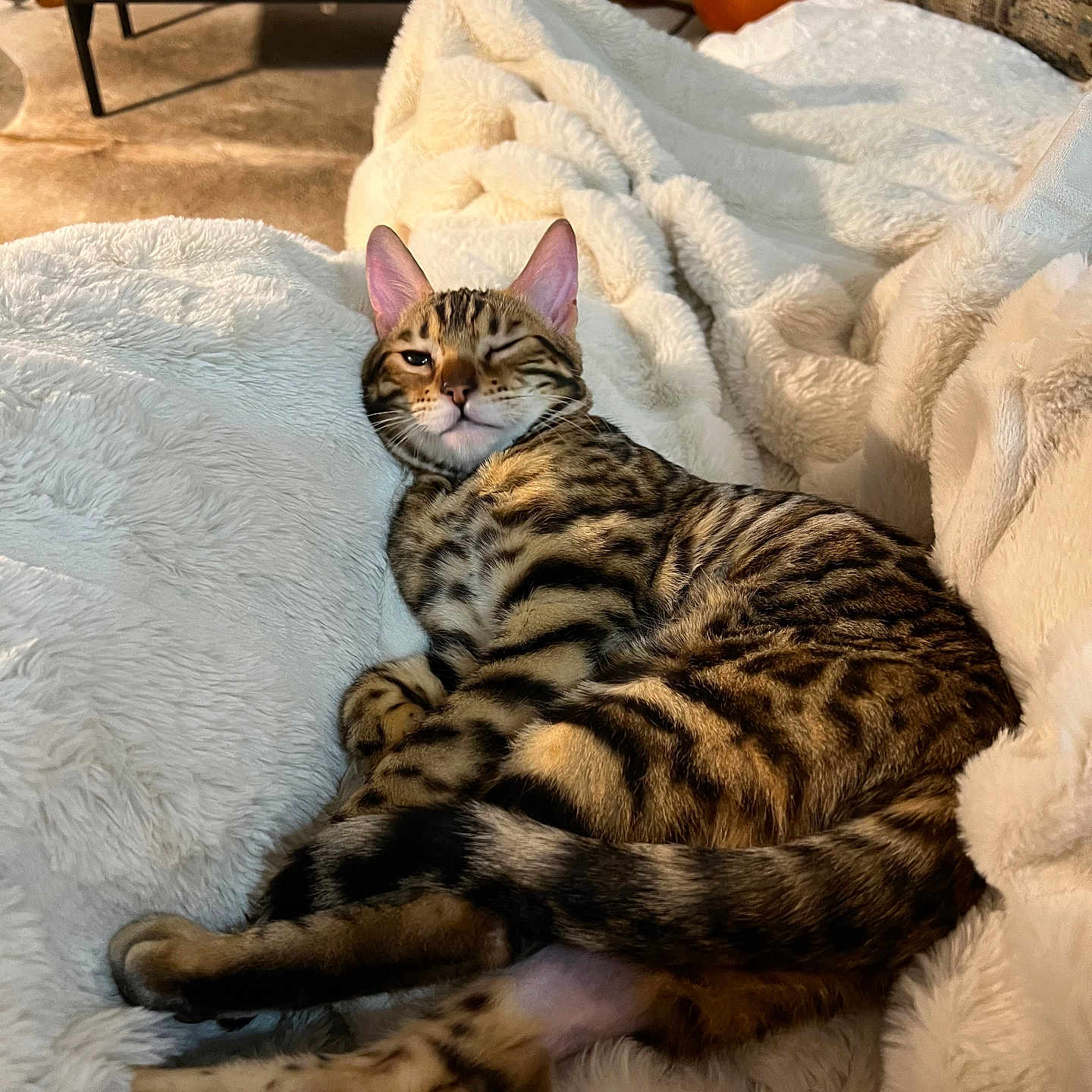 Isabeau joined the competition — help win amazing prizes! animal, blanket, cat, comfort, cozy, ears, feline, fur, home, indoor, lying_down, paw, pet, relaxed, resting, soft, spotted, tail, whiskers, winking