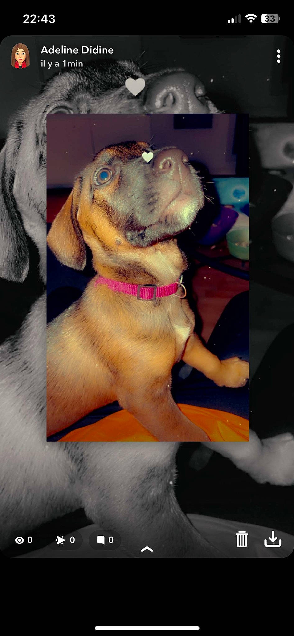 Nala participe au concours pour gagner de l'argent avec cette photo : canidae, carnivore, collar, companion_dog, dog, dog_breed, dog_collar, dog_supply, fawn, guard_dog, liver, non_sporting_group, paw, pet_supply, snout, sporting_group, working_animal, working_dog