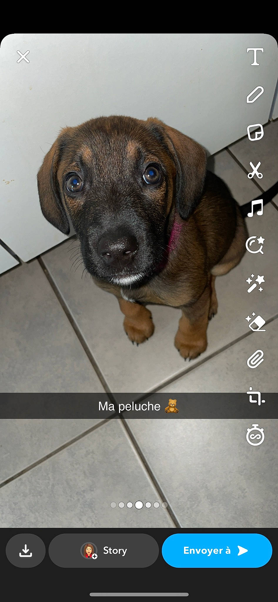 Nala participe au concours pour gagner de l'argent avec cette photo : carnivore, companion_dog, dog, dog_breed, fawn, font, fur, internet_meme, liver, photo_caption, snout, sporting_group, terrestrial_animal, whiskers, working_animal